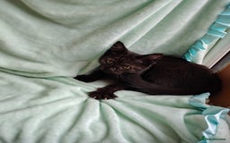 Mixed Breed cats for sale: Black mixed breed kittens - Image 16