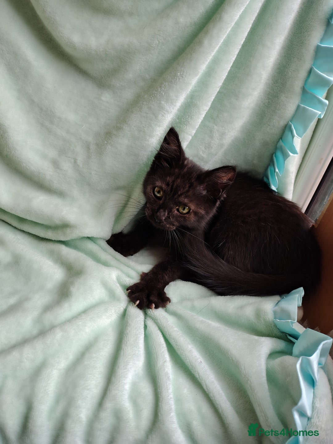 Mixed Breed cats for sale: Black mixed breed kittens - Image 16