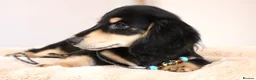 Miniature Dachshund dogs for sale: LONGHAIRED MINIATURE DACHSHUNDS  - Advert 3
