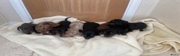 Miniature Dachshund dogs for sale: Miniature dachshunds Black and Tan boy available  - Advert 4