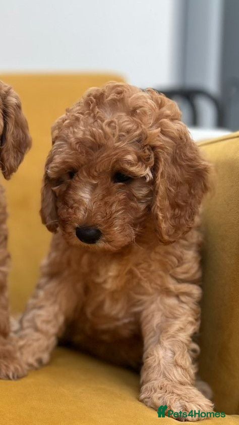 Cockapoo dogs Cockapoo puppies F1B  - Advert 2
