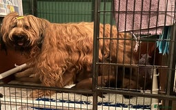 Briard dogs for sale: Amazing pedigree Briard Pups - Image 2