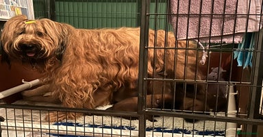 Briard dogs - Advert 2