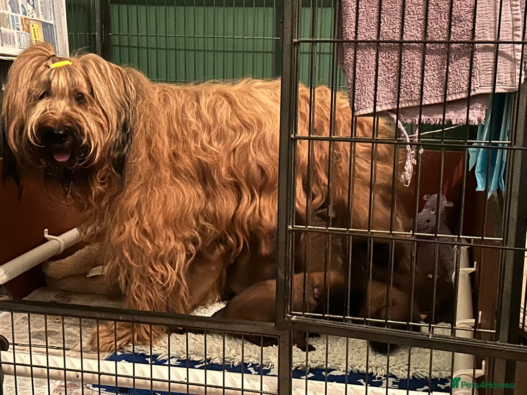 Briard dogs for sale: Amazing pedigree Briard Pups - Image 2