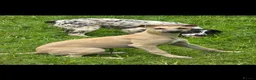 Mixed Breed dogs for sale: Whippet cross whippet lurcher male - Advert 6