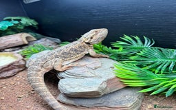Bearded Dragon reptiles for sale: Gorgeous bearded dragon and viv for sale  - Image 2
