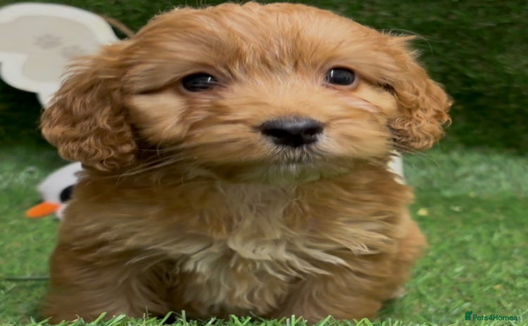 Cockapoo dogs - Advert 5
