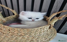 British Shorthair cats for sale: GCCF Chunky Silver tipped health tested parents - Image 12