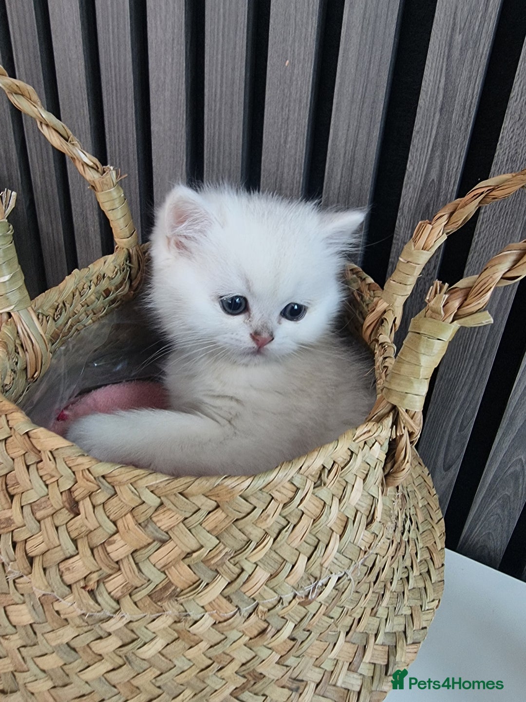 British Shorthair cats for sale: GCCF Chunky Silver tipped health tested parents - Image 12