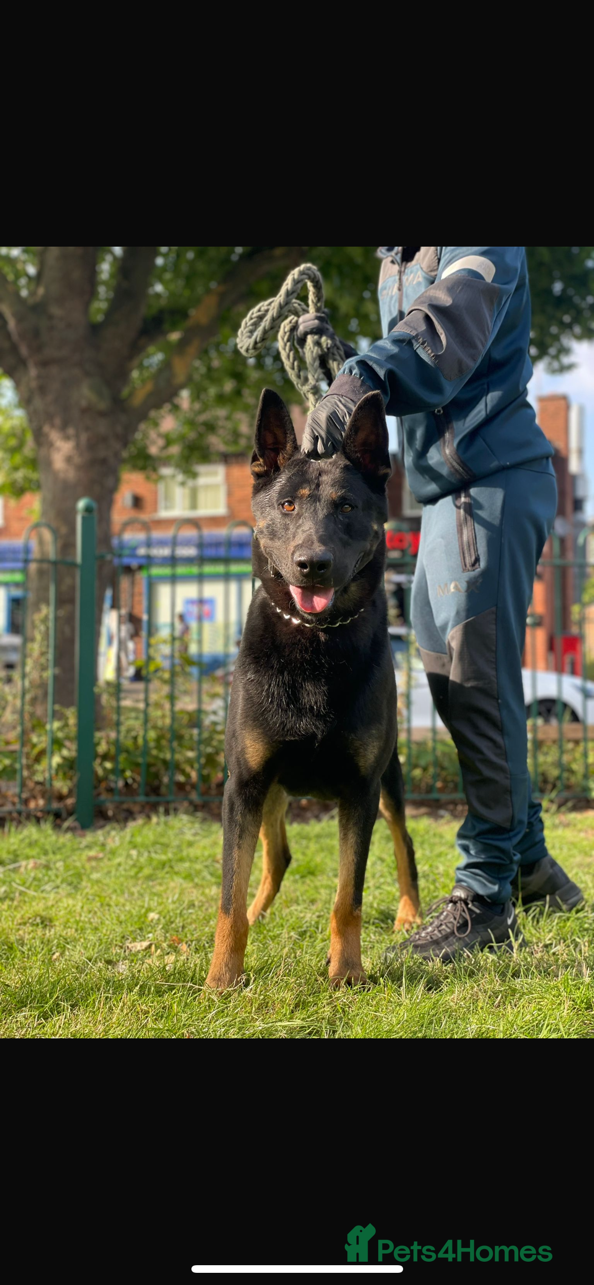 Belgian Shepherd Dog dogs Quality Bull herder puppies READY NOW!!! - Advert 13