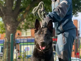 Belgian Shepherd Dog dogs Quality Bull herder puppies READY NOW!!! - Advert 13