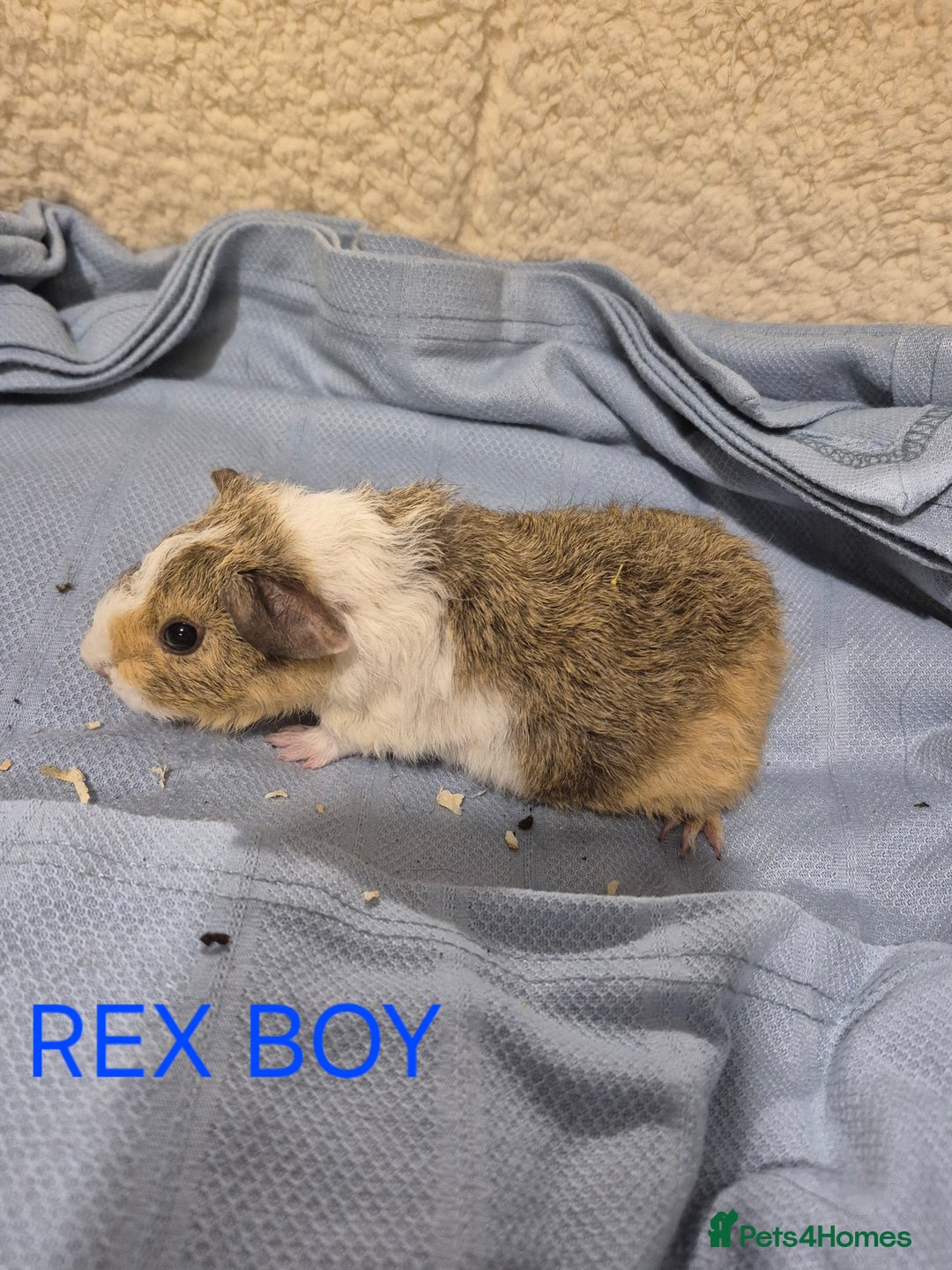 Guinea Pig rodents for sale: Sows and Boars available, can deliver x - Advert 3