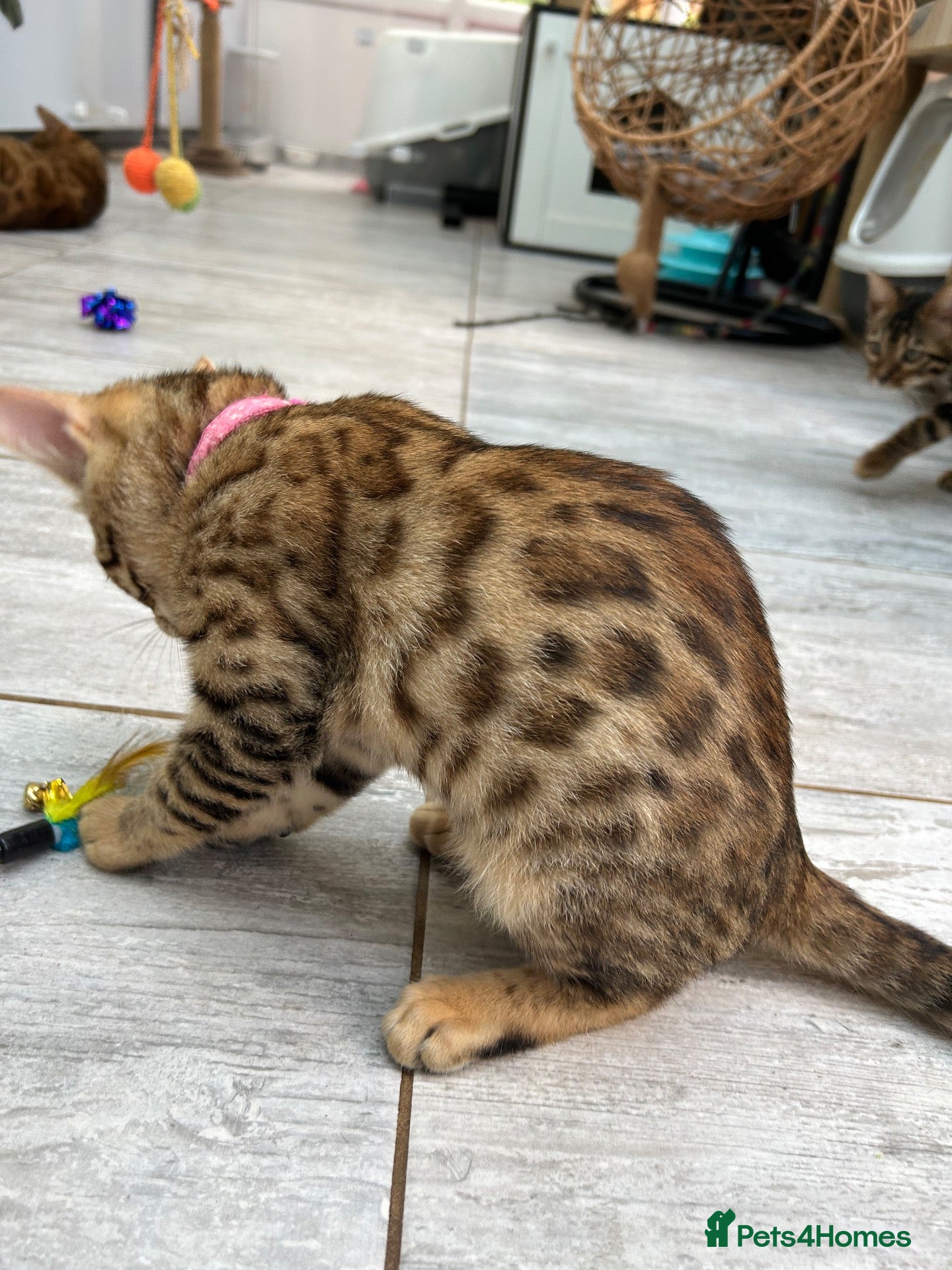 Bengal cats Pure Bengal Kittens ❤️ready for their new home 🏡  - Advert 2