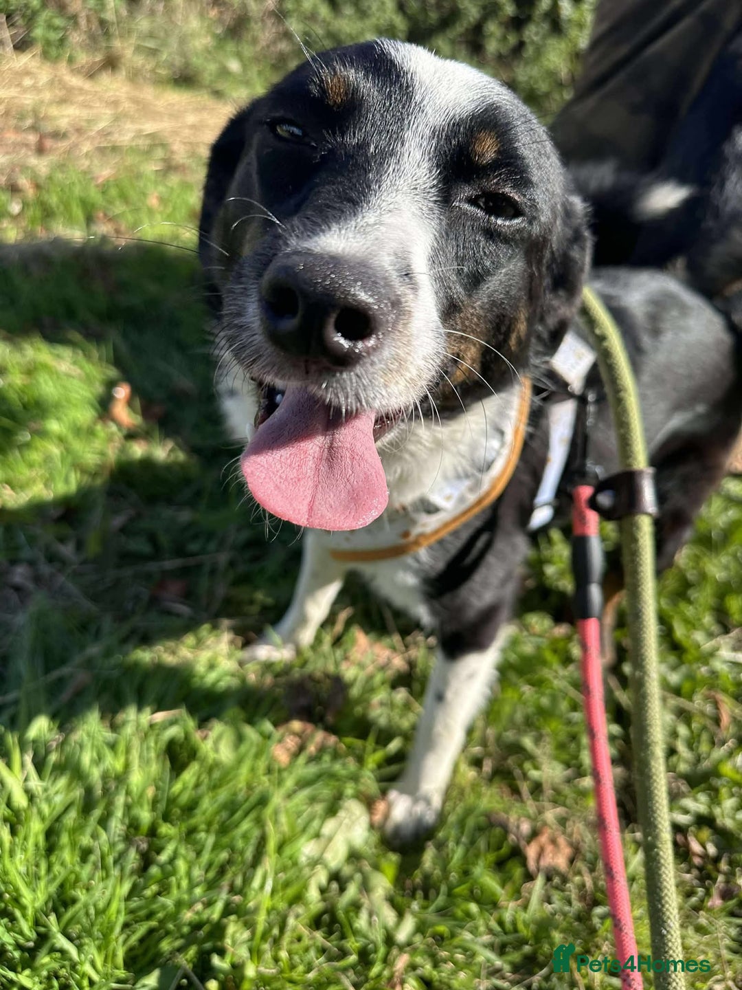 Mixed Breed dogs for adoption: Meet Monica, currently residing in Cheshire  - Image 3