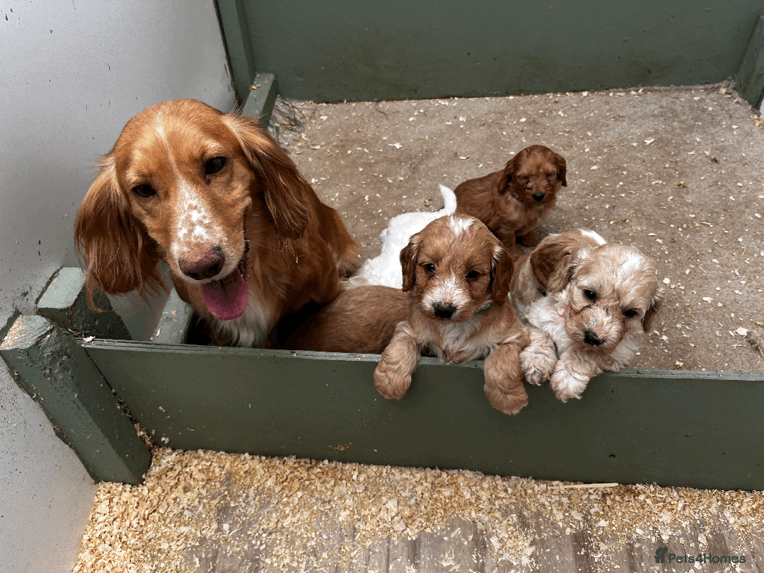 Cockapoo dogs for sale: Cockapoo puppies  - Image 7