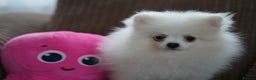 Pomeranian dogs for sale: Baby white Pom - Advert 9