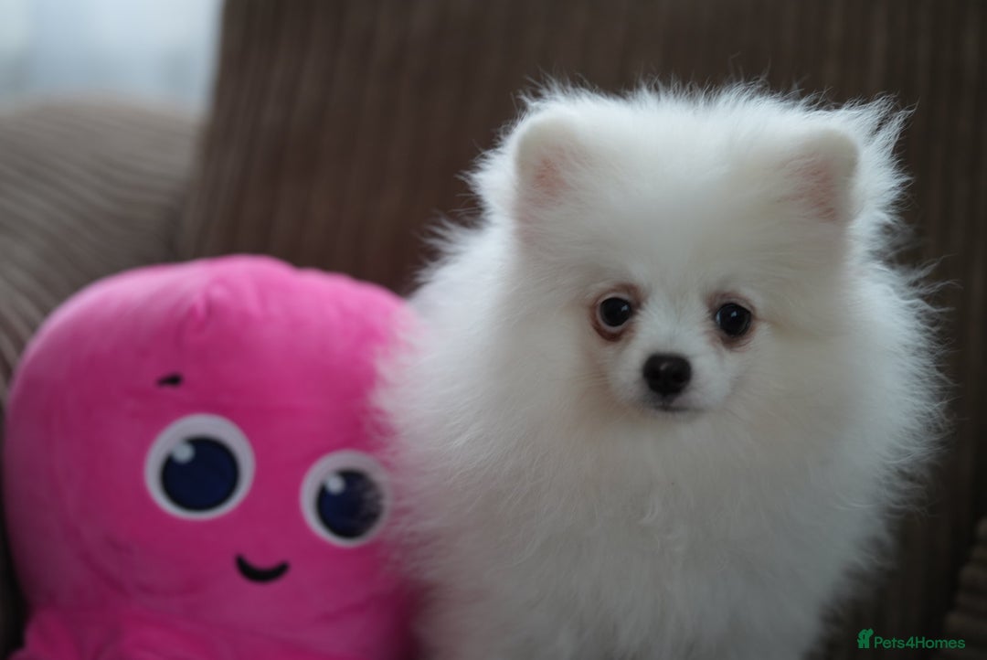 Pomeranian dogs for sale: Baby white Poms  - Image 10