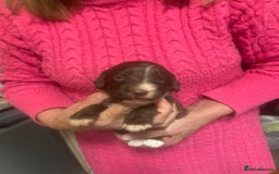 Cockapoo dogs for sale: Miniature f1 cockerpoos  - Image 12