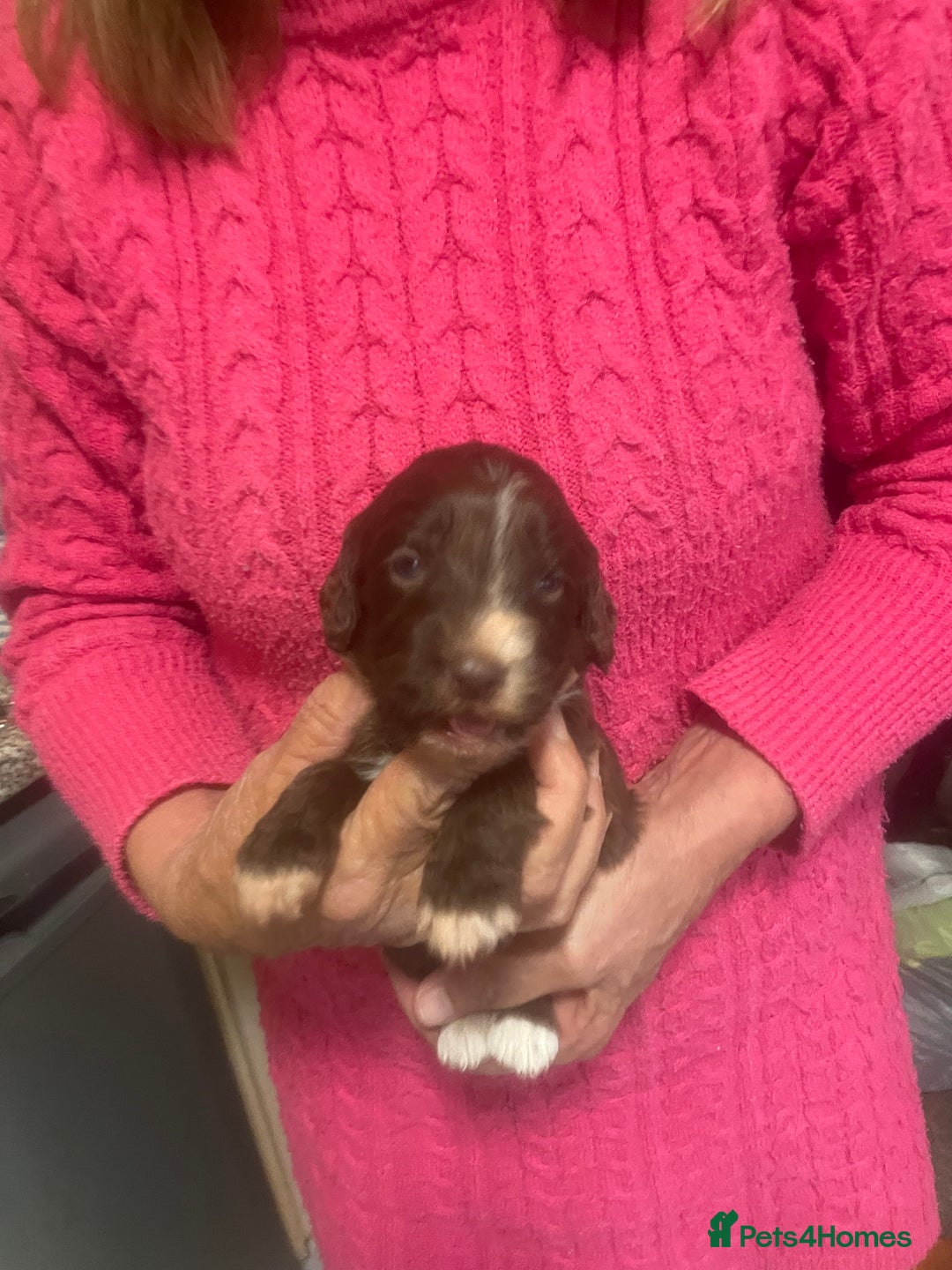 Cockapoo dogs for sale: Miniature f1 cockerpoos  - Image 12