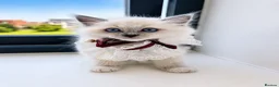 Ragdoll cats for sale: ‼️Gccf,Ready to leave little prince x  - Advert 7