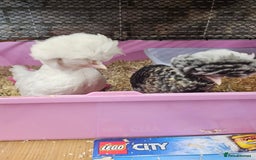 Chickens poultry for sale: Polish chickens off heat - Image 1