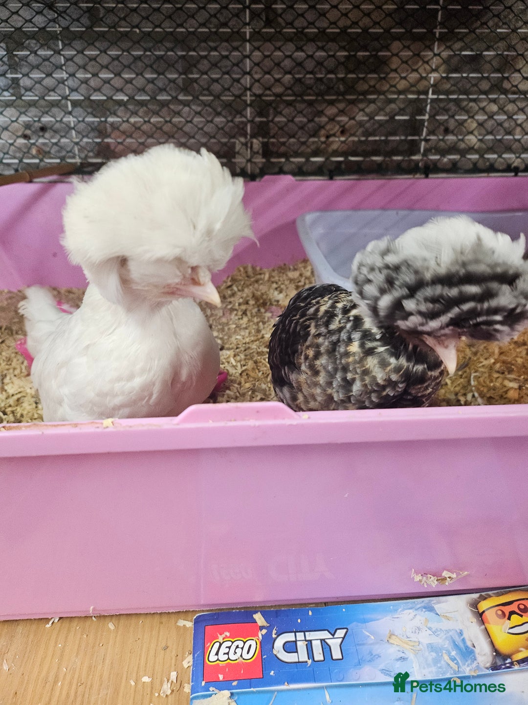 Chickens poultry for sale: Polish chickens off heat - Image 1