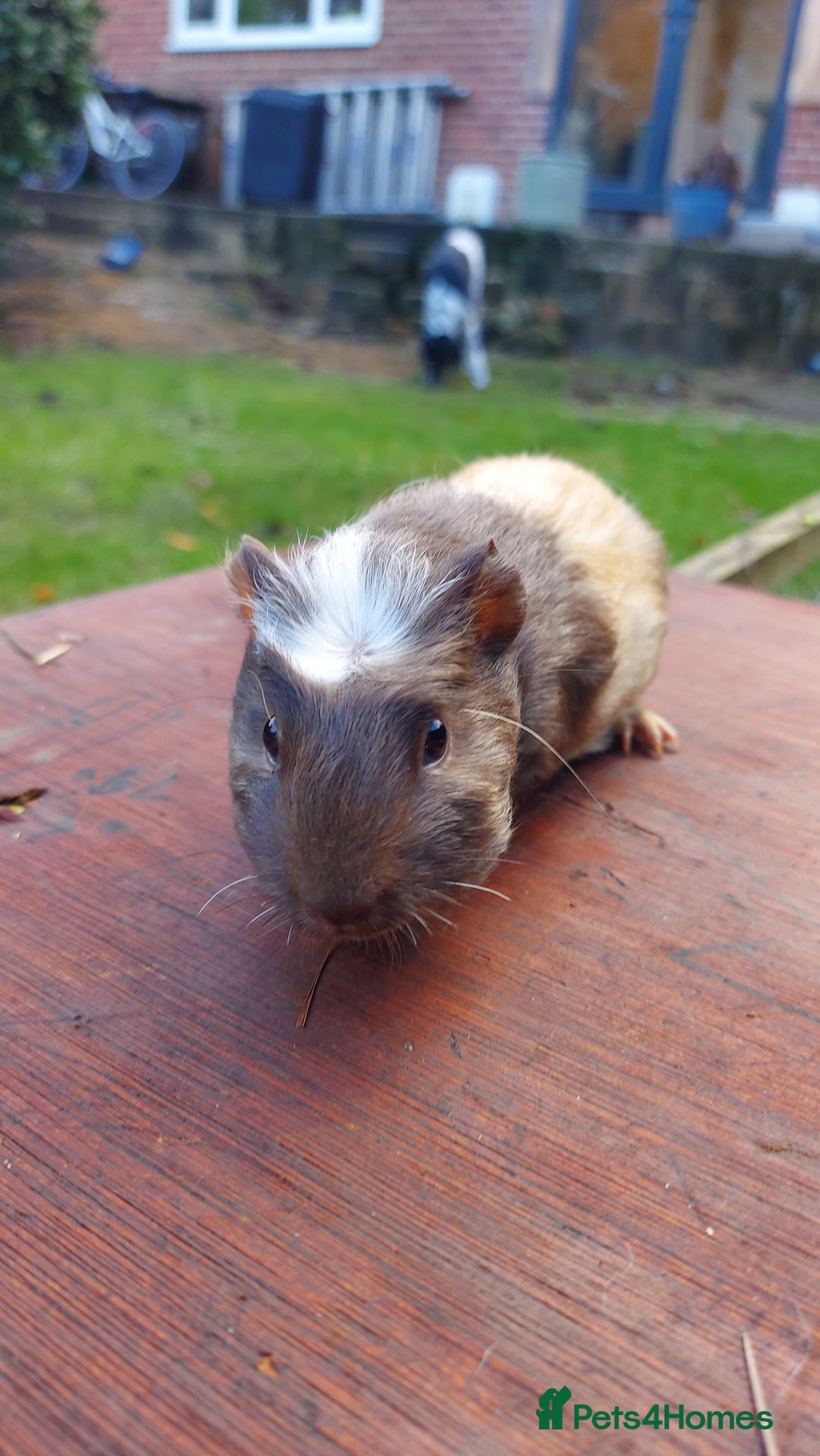 Guinea Pig rodents for sale: Beautiful baby Guinea Pigs - Advert 2