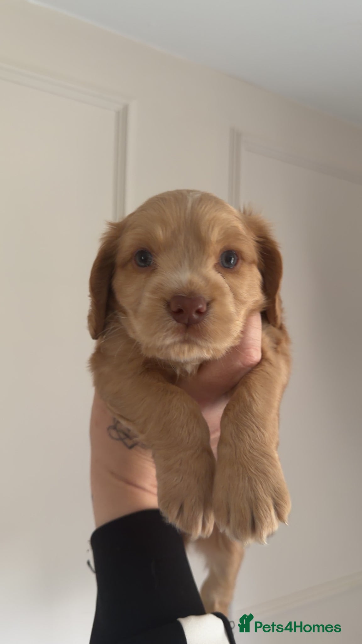 Cocker Spaniel dogs Beautiful Cocker Spaniel Puppies  - Advert 11