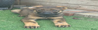 German Shepherd BLACK collar boy