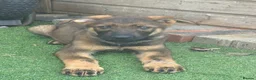 German Shepherd dogs for sale: Exceptional KC Reg Czech Working Line GSD Puppies - Advert 17