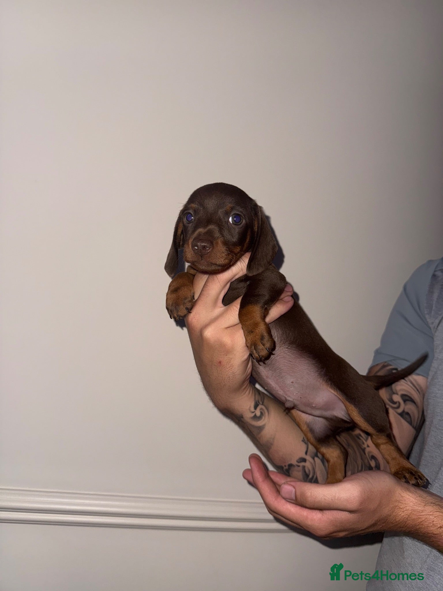 Miniature Dachshund dogs KC registered miniature dachshund puppies - Advert 12