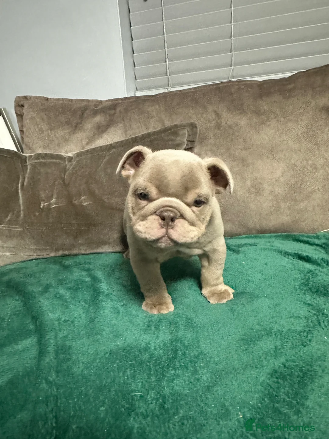 English Bulldog dogs for sale: Blown away with the interest one girl left  - Advert 2