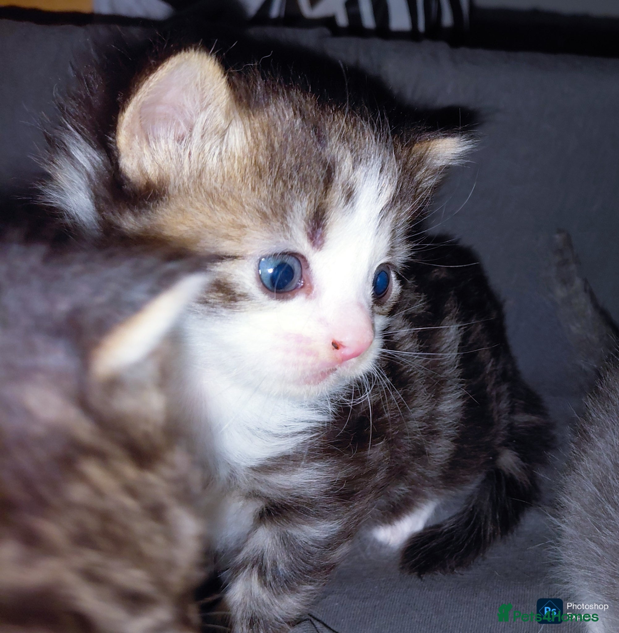Mixed Breed cats mixed munchkins  - Advert 19