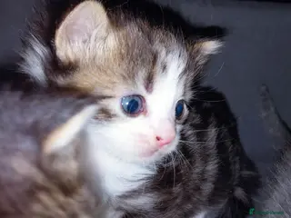 Mixed Breed cats mixed munchkins - Advert 1
