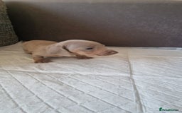 Dachshund dogs for sale: 2 girls and 1 boy miniature dachshund puppies  - Image 12