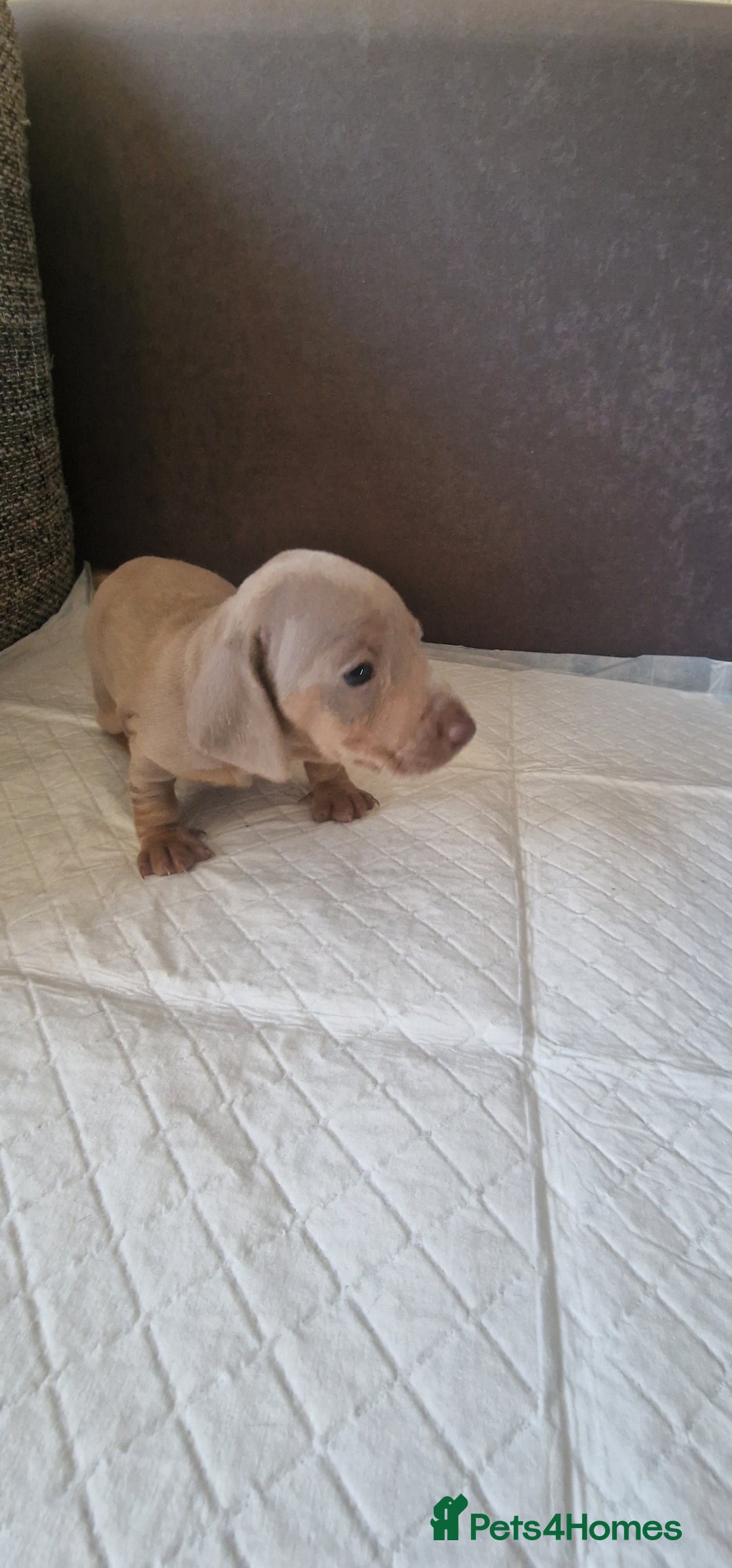 Dachshund dogs for sale: 2 girls and 1 boy miniature dachshund puppies  - Image 12