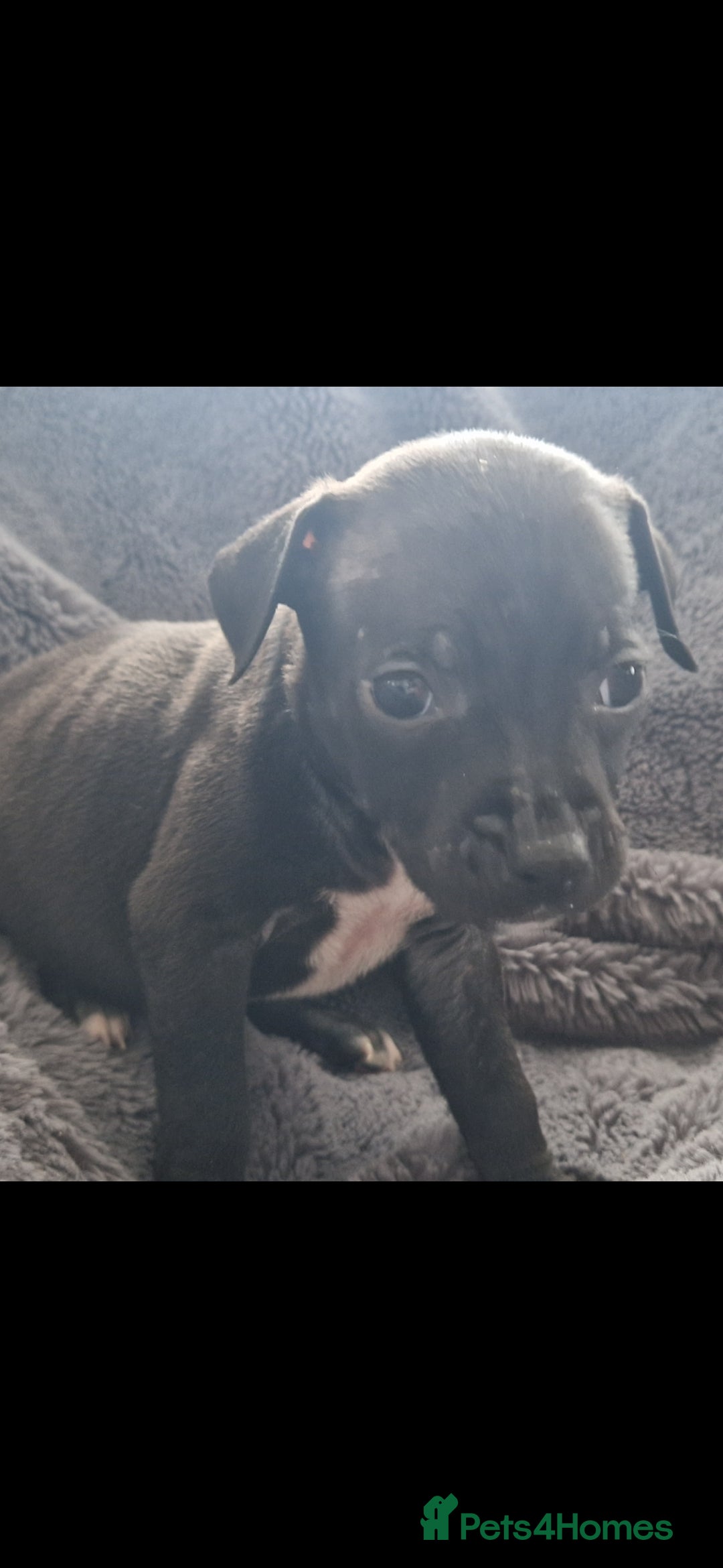 Mixed Breed dogs for sale: Ready to go  - Image 6