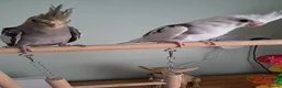 Cockatiels birds for sale: Hand reared baby cocktails very tame lovely birds  - Advert 2