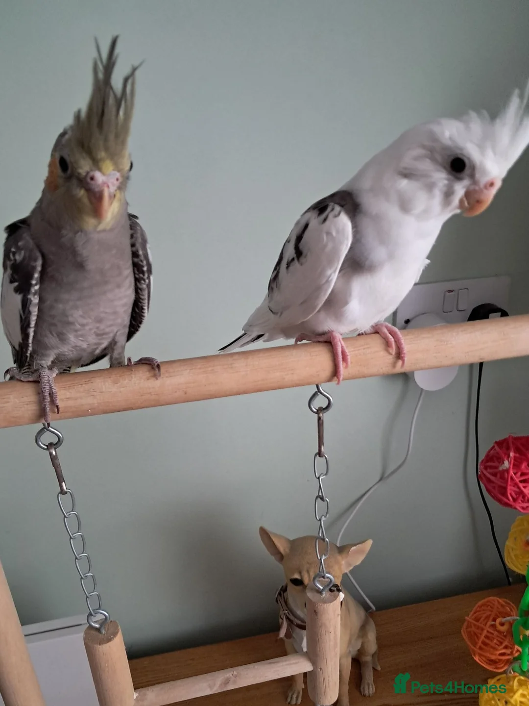 Cockatiels birds for sale: Hand reared baby cocktails very tame lovely birds  - Advert 2