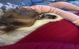 Ragdoll cats for sale: 2 brother ragdolls  - Image 9