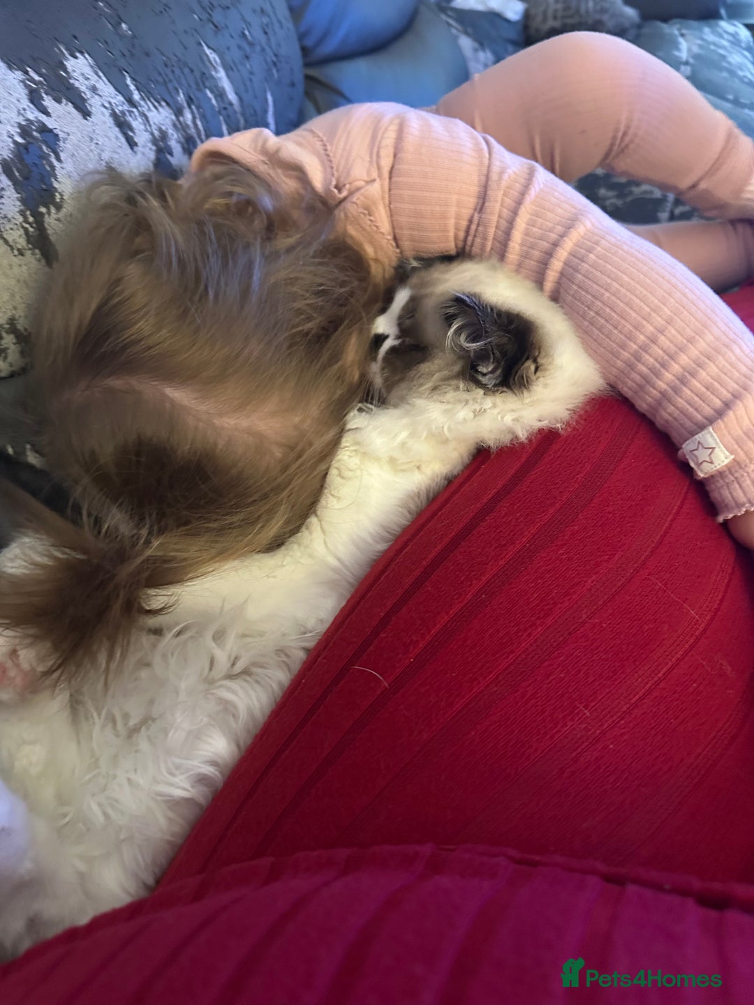 Ragdoll cats for sale: 2 brother ragdolls  - Image 9