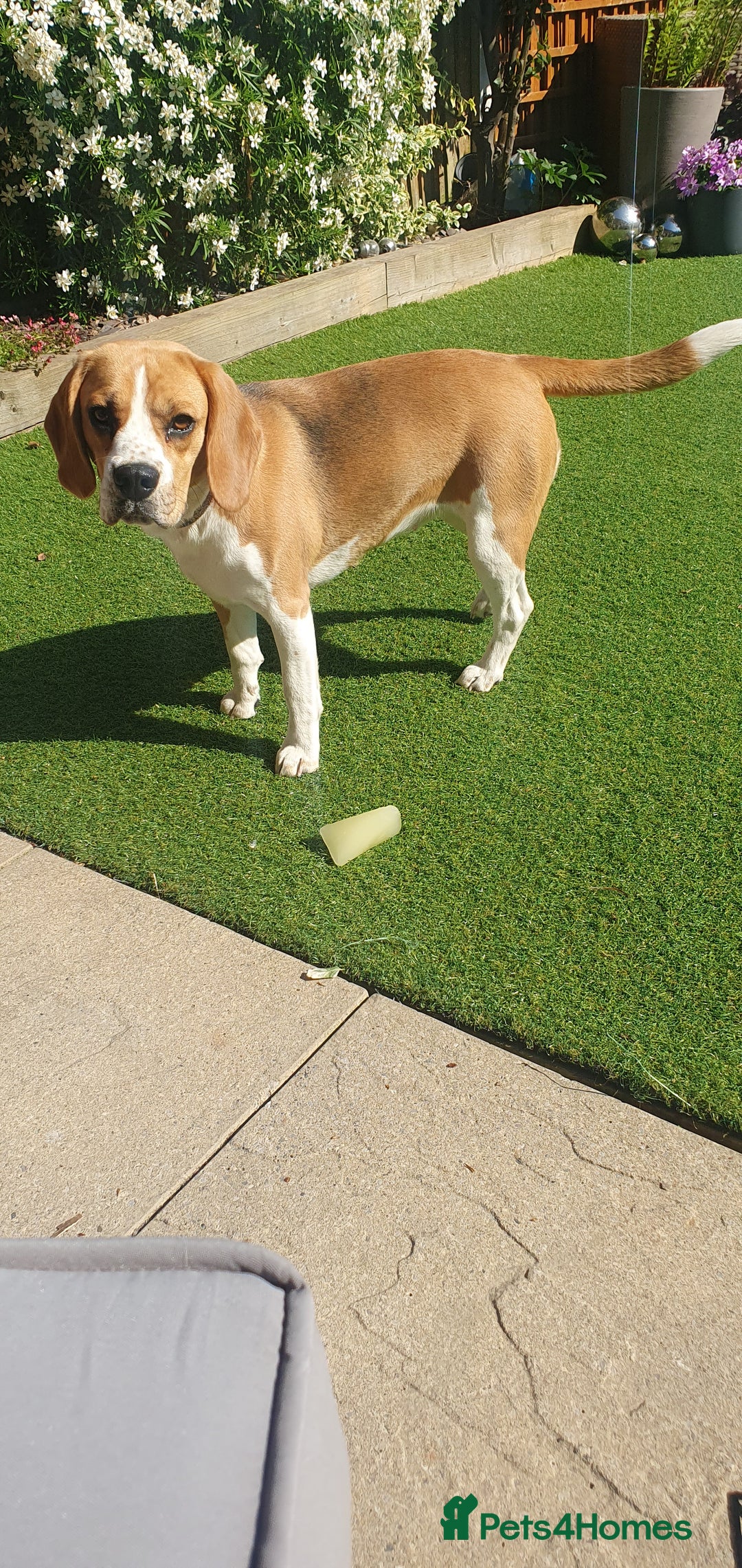 Beagle dogs for sale: Harper - Advert 3