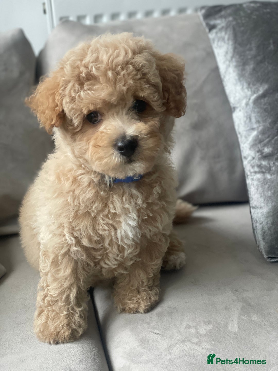 Poochon dogs for sale: Stunning litter - Image 22