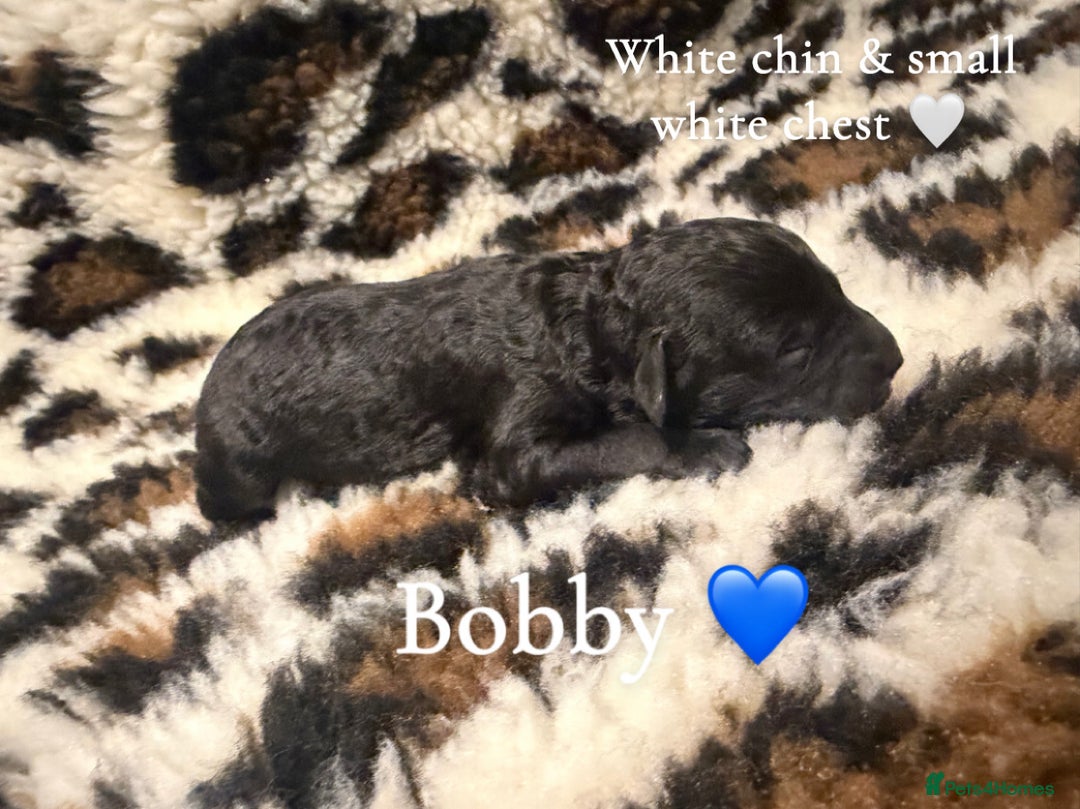 Cockapoo dogs for sale: 🌸Beautiful cockapoo puppies, ready 03 March🌸 - Advert 6