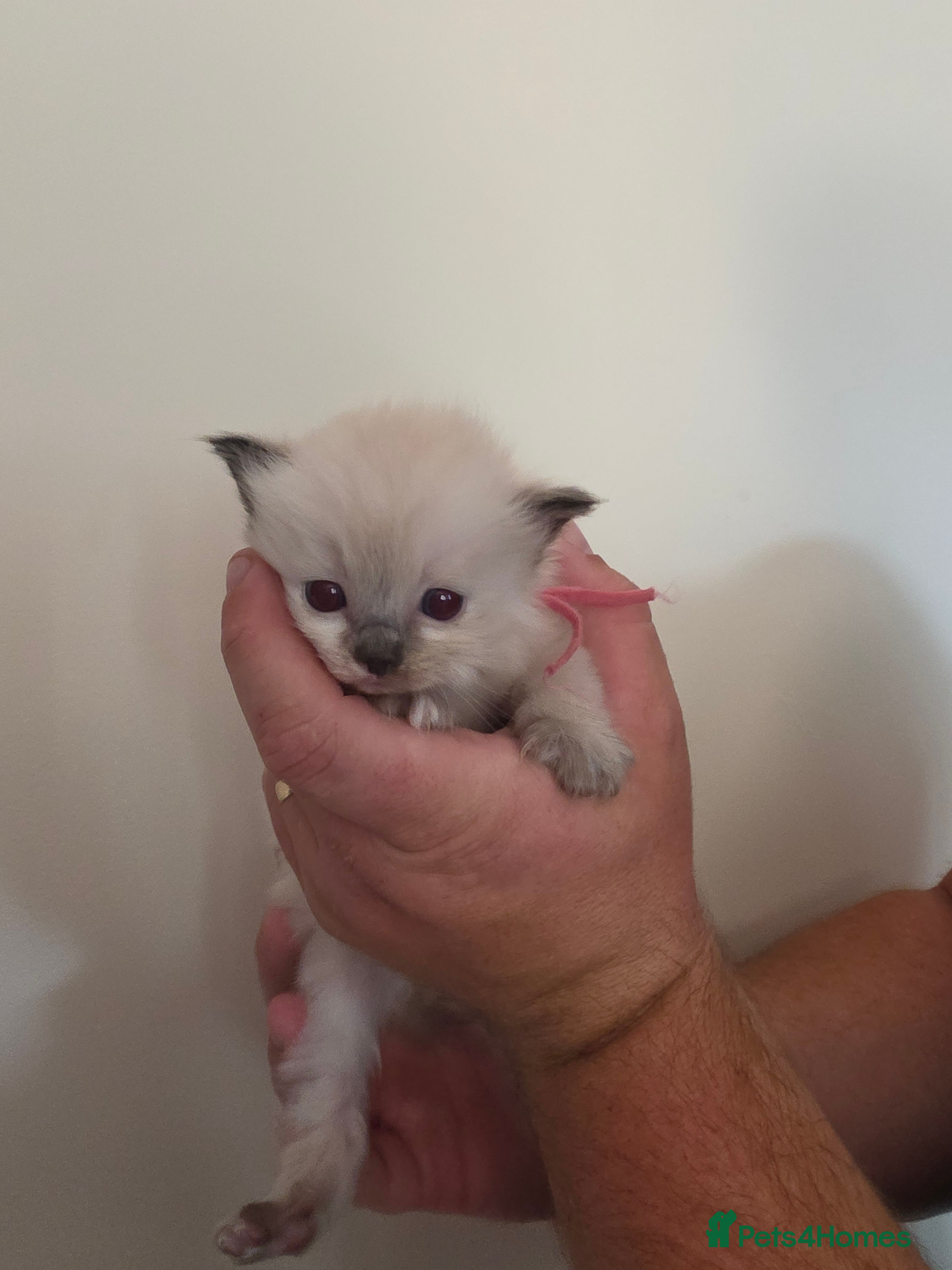 Ragdoll cats TICA/GCCF registered ragdoll kittens - Advert 2