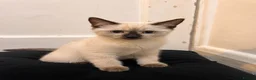 Ragdoll cats for sale: Beautiful Ragdoll Cross Kitten – Blue Eyes - Advert 2