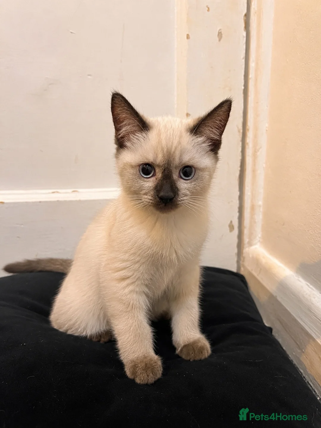 Ragdoll cats for sale: Beautiful Ragdoll Cross Kitten – Blue Eyes - Advert 2