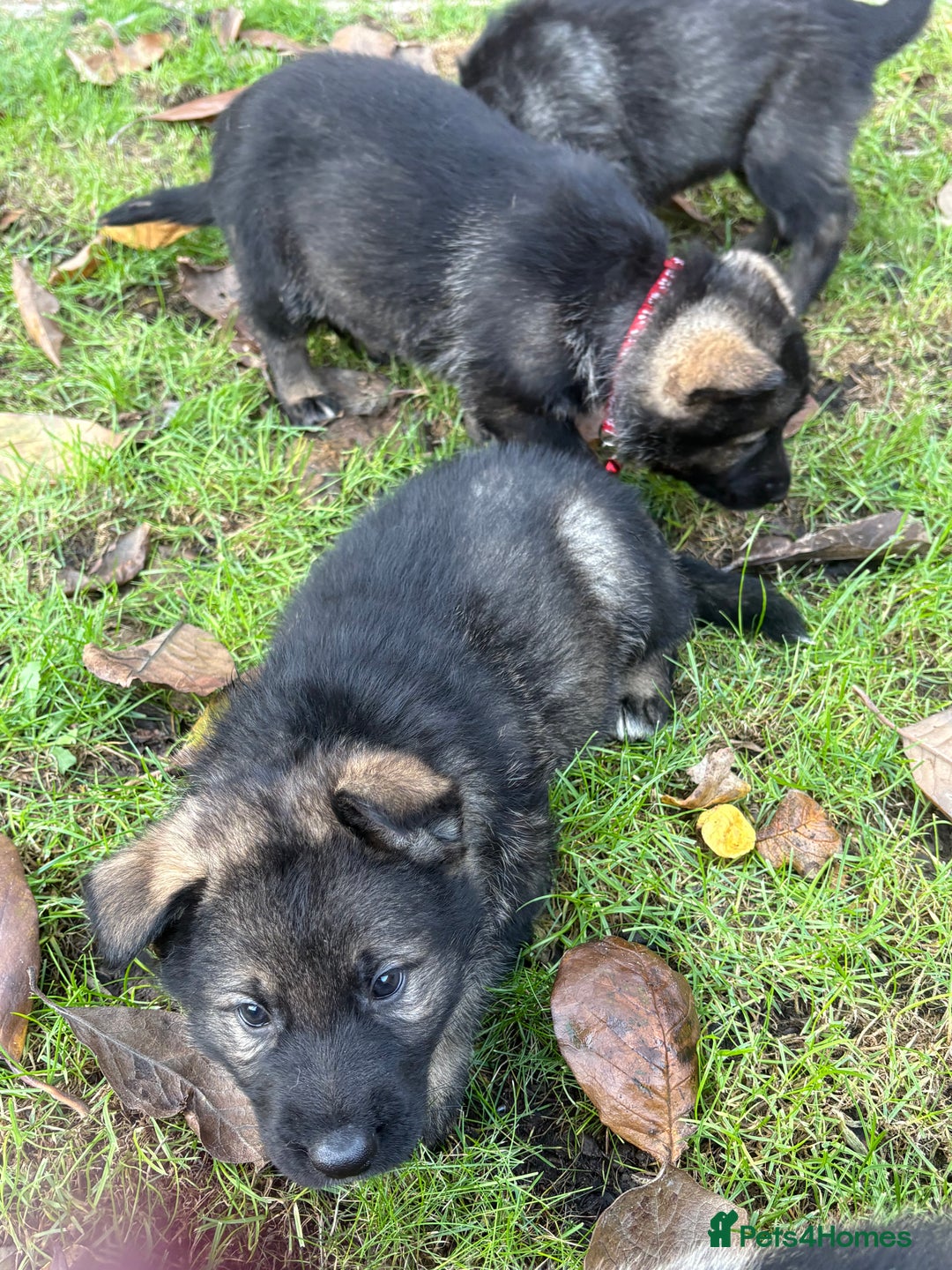 German Shepherd dogs for sale: 10 amazing german shepherd puppies - Advert 18