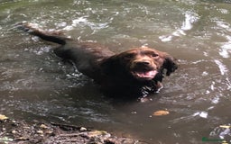 Sprocker dogs for stud: Sprocker Stud - Image 4