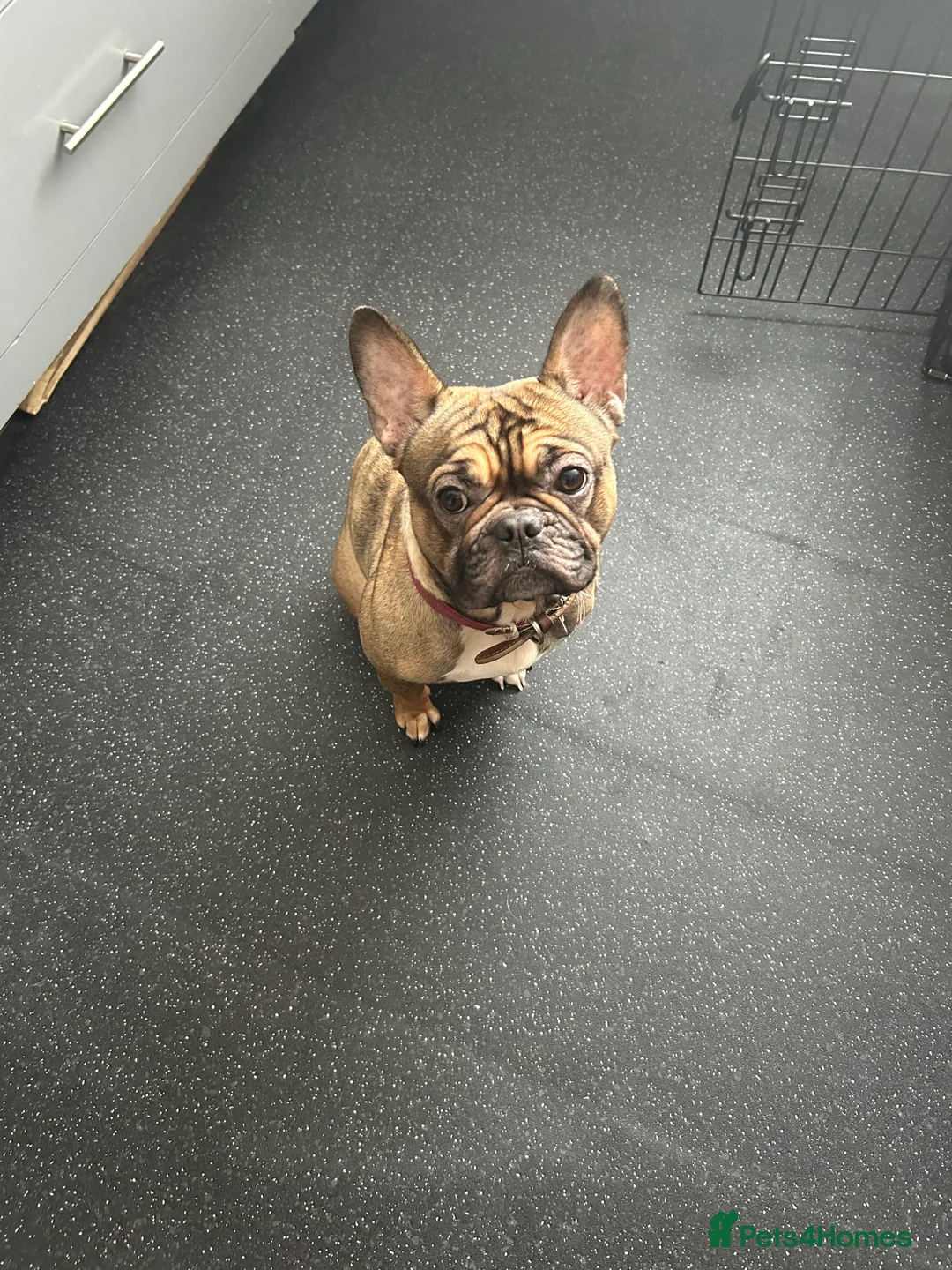 French Bulldog dogs for sale: Poppy - Advert 9